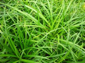 Ostřice japonská 'Irish Green' - Carex morrowii 'Irish Green'