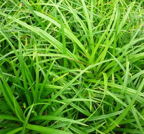 Ostřice japonská 'Irish Green' - Carex morrowii 'Irish Green'