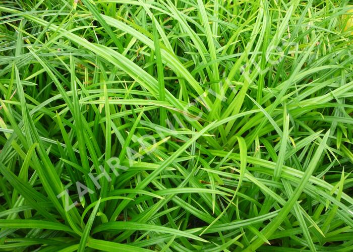 Ostřice japonská 'Irish Green' - Carex morrowii 'Irish Green'