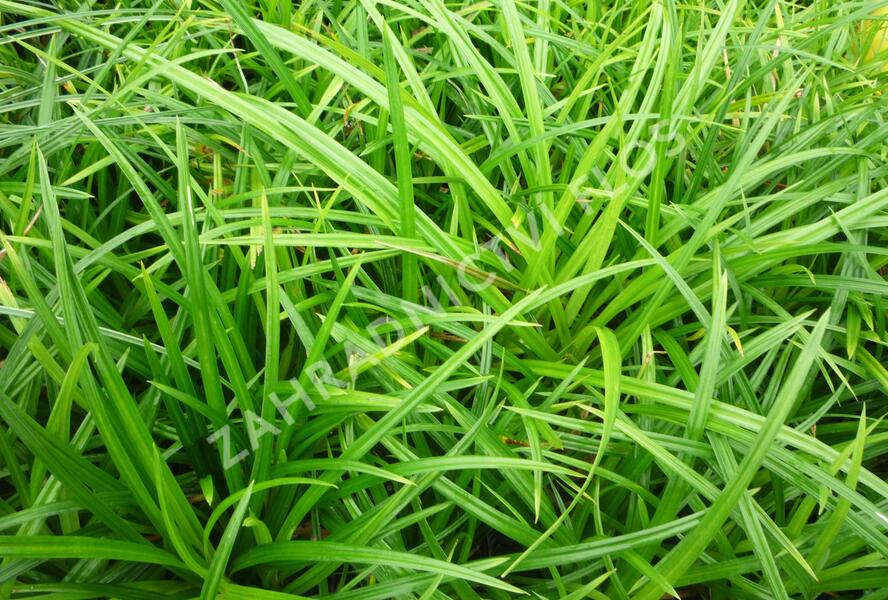 Ostřice japonská 'Irish Green' - Carex morrowii 'Irish Green'