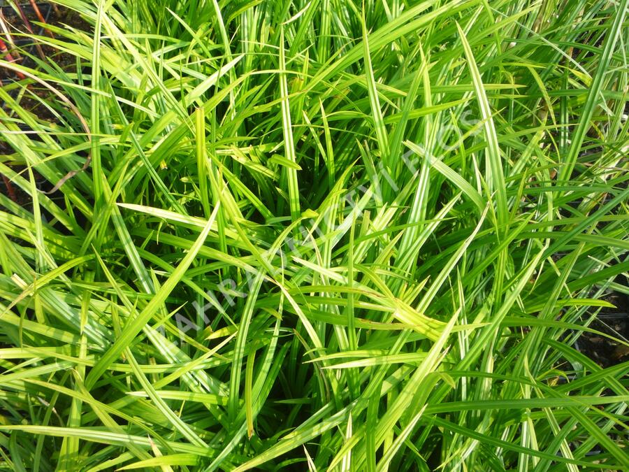 Ostřice japonská 'Irish Green' - Carex morrowii 'Irish Green'