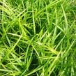 Ostřice japonská 'Irish Green' - Carex morrowii 'Irish Green'