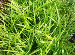 Ostřice japonská 'Irish Green' - Carex morrowii 'Irish Green'