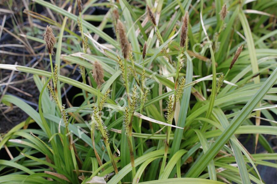 Ostřice japonská 'Irish Green' - Carex morrowii 'Irish Green'