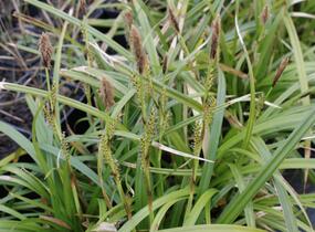 Ostřice japonská 'Irish Green' - Carex morrowii 'Irish Green'