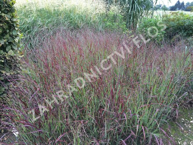 Proso prutnaté 'Shenandoah' - Panicum virgatum 'Shenandoah'