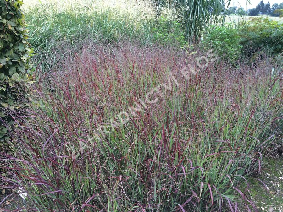 Proso prutnaté 'Shenandoah' - Panicum virgatum 'Shenandoah'