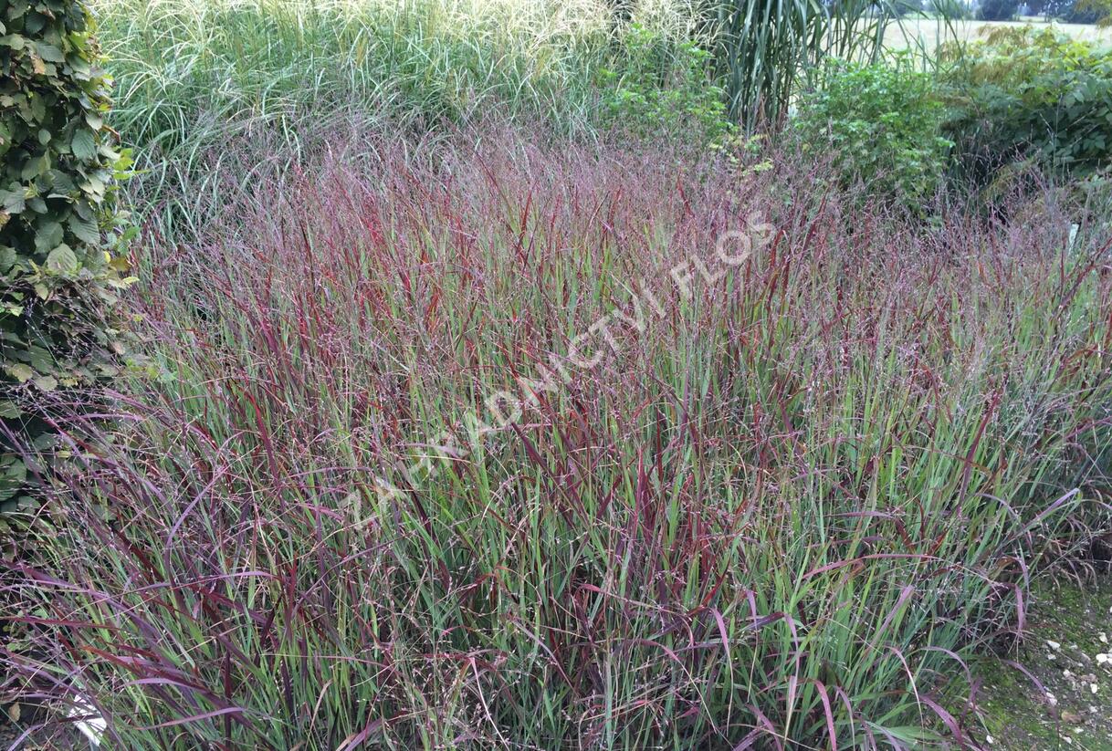 Proso prutnaté 'Shenandoah' - Panicum virgatum 'Shenandoah'