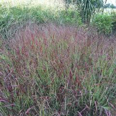 Proso prutnaté 'Shenandoah' - Panicum virgatum 'Shenandoah'