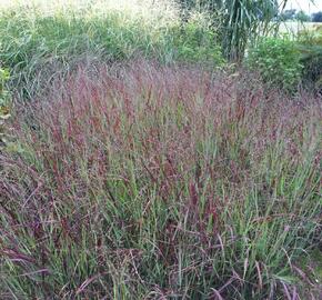 Proso prutnaté 'Shenandoah' - Panicum virgatum 'Shenandoah'