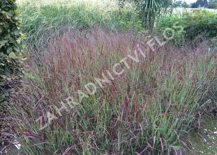 Proso prutnaté 'Shenandoah' - Panicum virgatum 'Shenandoah'