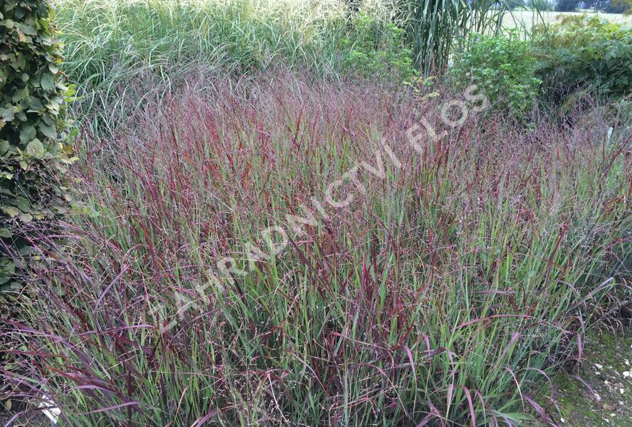 Proso prutnaté 'Shenandoah' - Panicum virgatum 'Shenandoah'