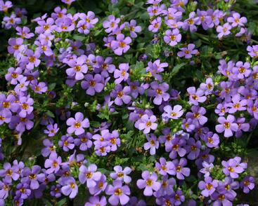 Bakopa 'Baristo Midi Blue'