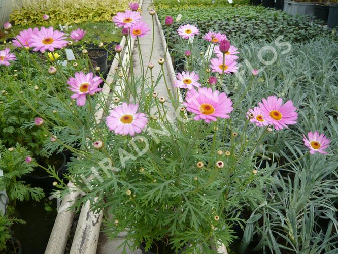 Kopretina pařížská 'Percussion Rose' - Argyranthemum frutescens 'Percussion Rose'