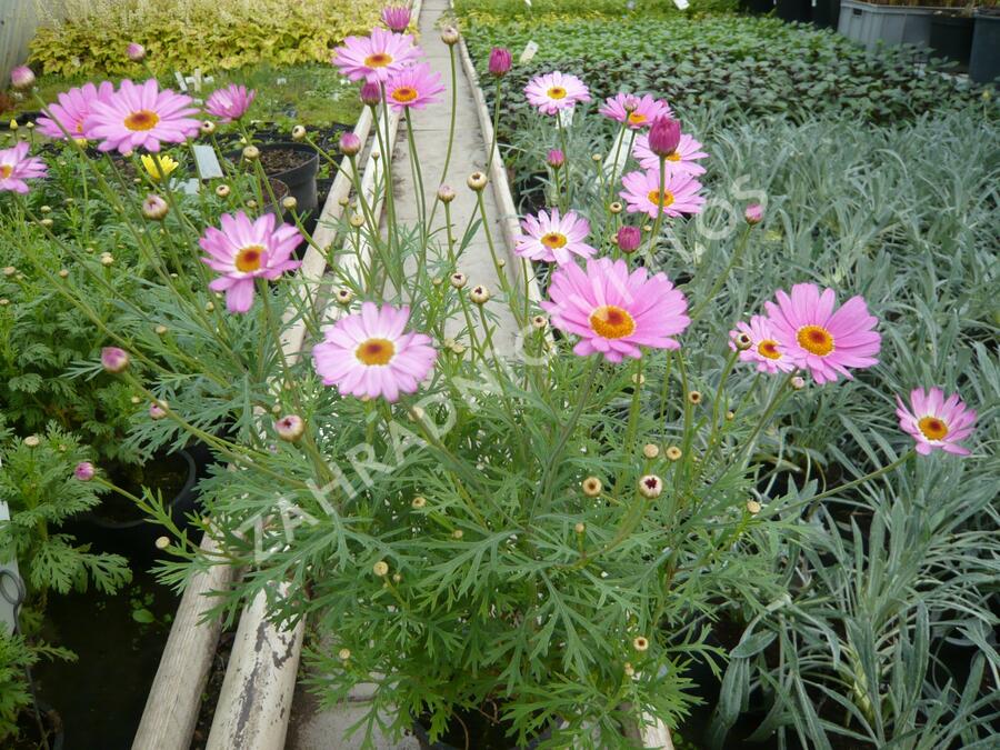 Kopretina pařížská 'Percussion Rose' - Argyranthemum frutescens 'Percussion Rose'