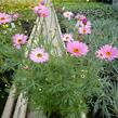 Kopretina pařížská 'Percussion Rose' - Argyranthemum frutescens 'Percussion Rose'