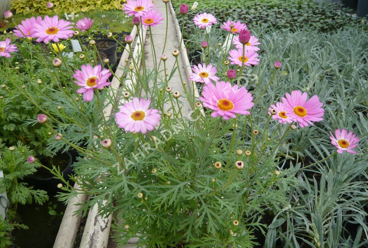 Kopretina pařížská 'Percussion Rose' - Argyranthemum frutescens 'Percussion Rose'