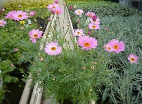 Kopretina pařížská 'Percussion Rose' - Argyranthemum frutescens 'Percussion Rose'