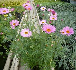 Kopretina pařížská 'Percussion Rose' - Argyranthemum frutescens 'Percussion Rose'