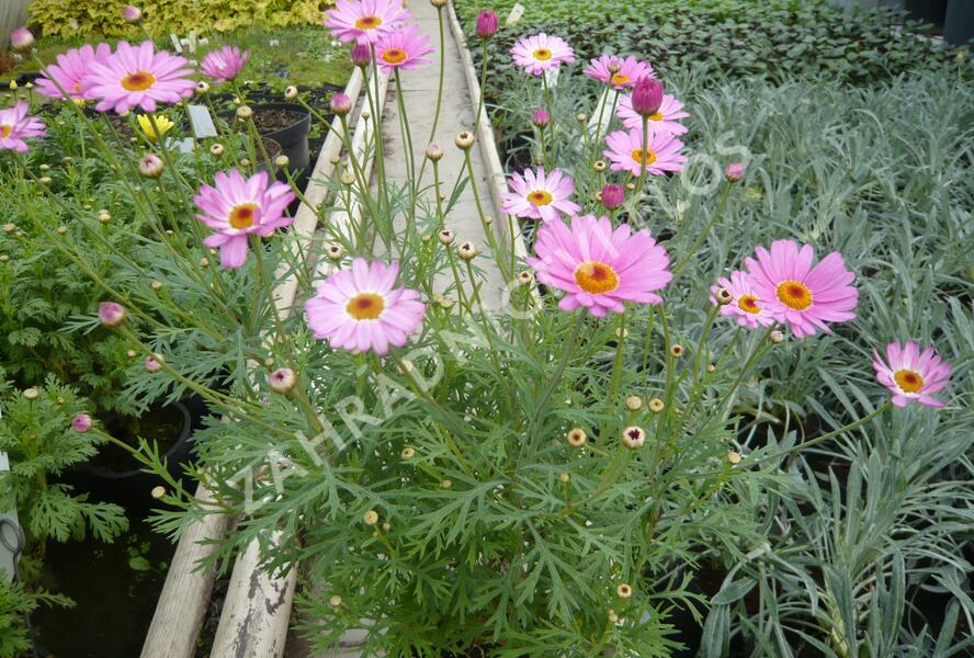 Kopretina pařížská 'Percussion Rose' - Argyranthemum frutescens 'Percussion Rose'