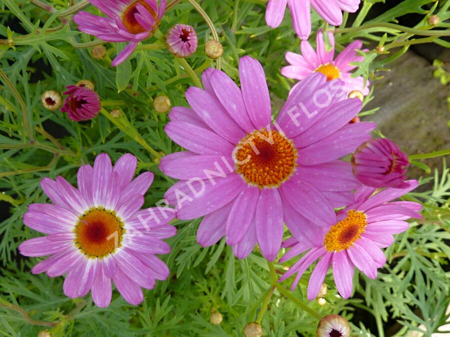 Kopretina pařížská 'Percussion Rose' - Argyranthemum frutescens 'Percussion Rose'