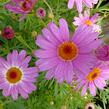 Kopretina pařížská 'Percussion Rose' - Argyranthemum frutescens 'Percussion Rose'