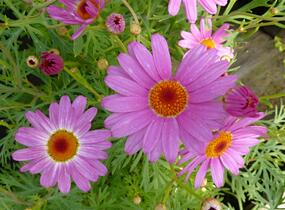 Kopretina pařížská 'Percussion Rose' - Argyranthemum frutescens 'Percussion Rose'