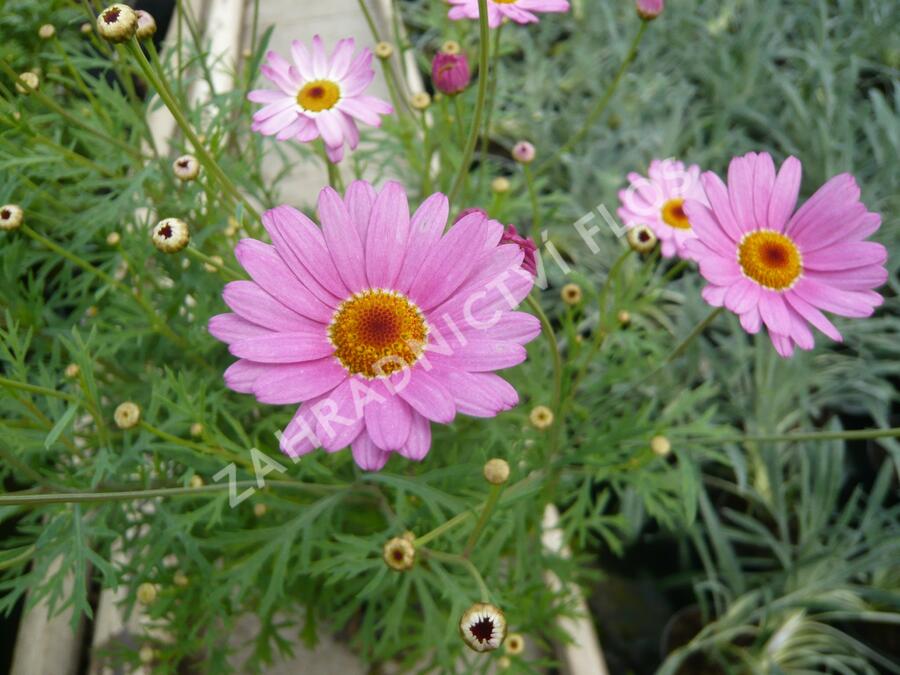 Kopretina pařížská 'Percussion Rose' - Argyranthemum frutescens 'Percussion Rose'