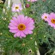 Kopretina pařížská 'Percussion Rose' - Argyranthemum frutescens 'Percussion Rose'