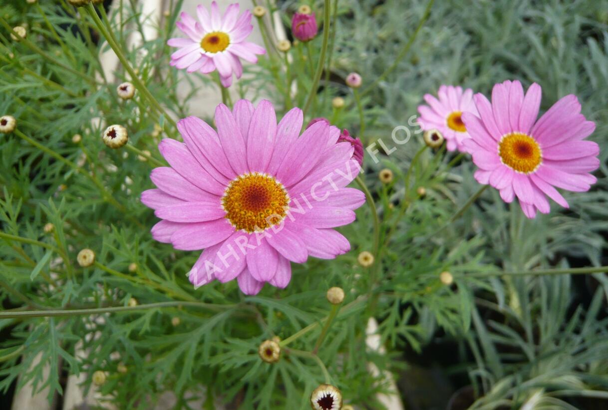 Kopretina pařížská 'Percussion Rose' - Argyranthemum frutescens 'Percussion Rose'