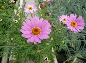 Kopretina pařížská 'Percussion Rose' - Argyranthemum frutescens 'Percussion Rose'