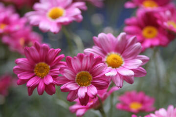 Kopretina pařížská 'Rosalie Pink' - Argyranthemum frutescens 'Rosalie Pink'