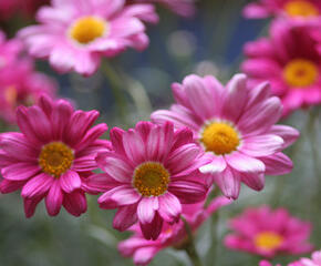 Kopretina pařížská 'Rosalie Pink' - Argyranthemum frutescens 'Rosalie Pink'