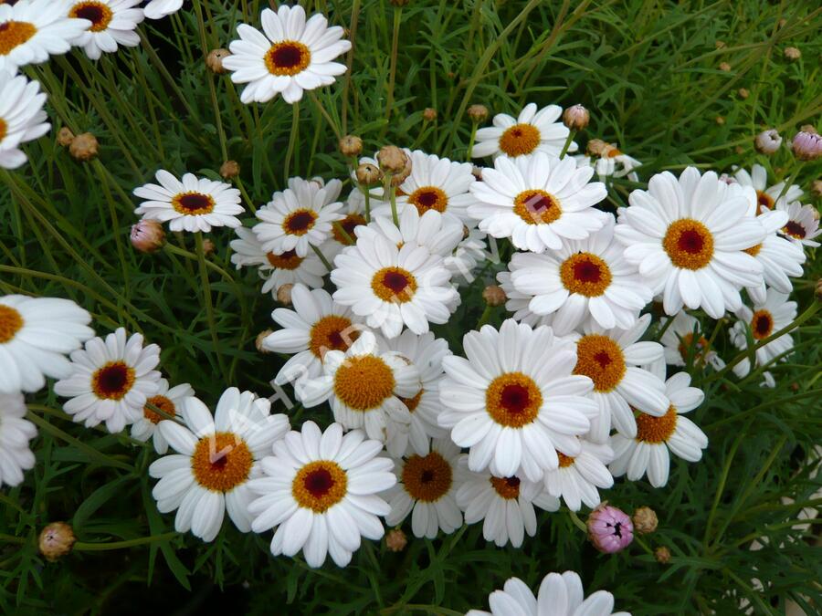Kopretina pařížská 'Percussion Teddy White' - Argyranthemum frutescens 'Percussion Teddy White'