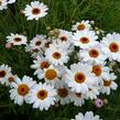 Kopretina pařížská 'Percussion Teddy White' - Argyranthemum frutescens 'Percussion Teddy White'