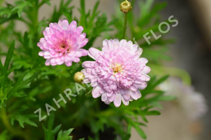 Kopretina pařížská 'Honeybees Summer Drops' - Argyranthemum frutescens 'Honeybees Summer Drops'