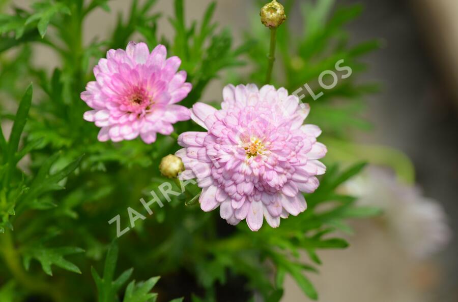 Kopretina pařížská 'Honeybees Summer Drops' - Argyranthemum frutescens 'Honeybees Summer Drops'