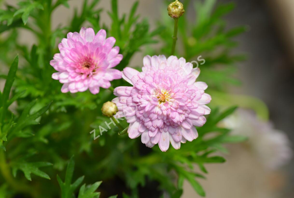 Kopretina pařížská 'Honeybees Summer Drops' - Argyranthemum frutescens 'Honeybees Summer Drops'