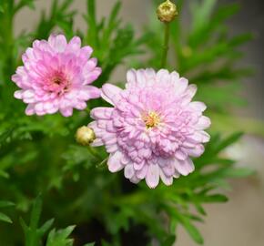 Kopretina pařížská 'Honeybees Summer Drops' - Argyranthemum frutescens 'Honeybees Summer Drops'