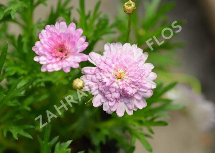 Kopretina pařížská 'Honeybees Summer Drops' - Argyranthemum frutescens 'Honeybees Summer Drops'