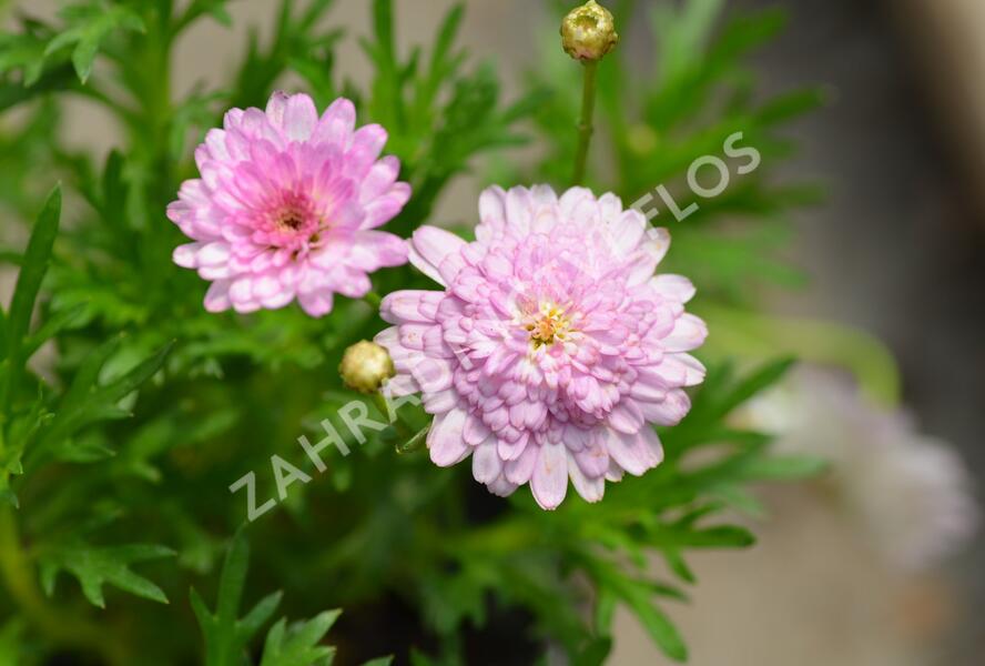 Kopretina pařížská 'Honeybees Summer Drops' - Argyranthemum frutescens 'Honeybees Summer Drops'