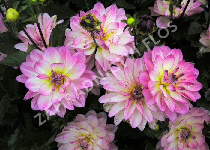 Jiřina 'Gallery La Tour' - Dahlia 'Gallery La Tour'