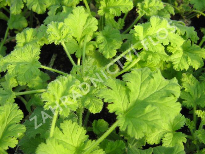 Muškát, pelargonie vonná 'Hazelnut' - Pelargonium odoratissimum 'Hazelnut'