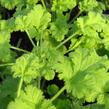 Muškát, pelargonie vonná 'Hazelnut' - Pelargonium odoratissimum 'Hazelnut'