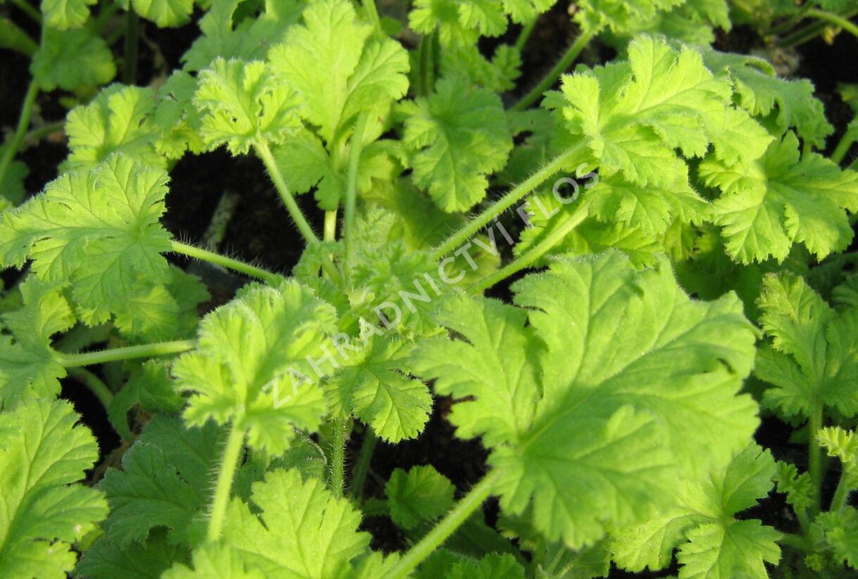 Muškát, pelargonie vonná 'Hazelnut' - Pelargonium odoratissimum 'Hazelnut'