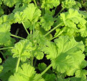 Muškát, pelargonie vonná 'Hazelnut' - Pelargonium odoratissimum 'Hazelnut'