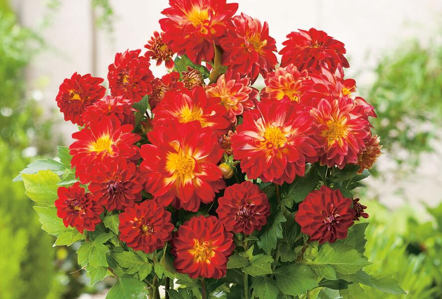 Jiřina 'Dahlietta Lubega Power Yellow Red' - Dahlia 'Dahlietta Lubega Power Yellow Red'