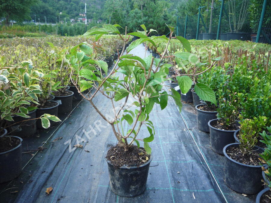 Kalina japonská 'Shoshoni' - Viburnum plicatum 'Shoshoni'