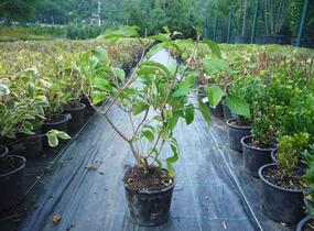Kalina japonská 'Shoshoni' - Viburnum plicatum 'Shoshoni'