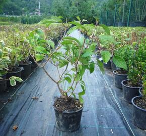 Kalina japonská 'Shoshoni' - Viburnum plicatum 'Shoshoni'